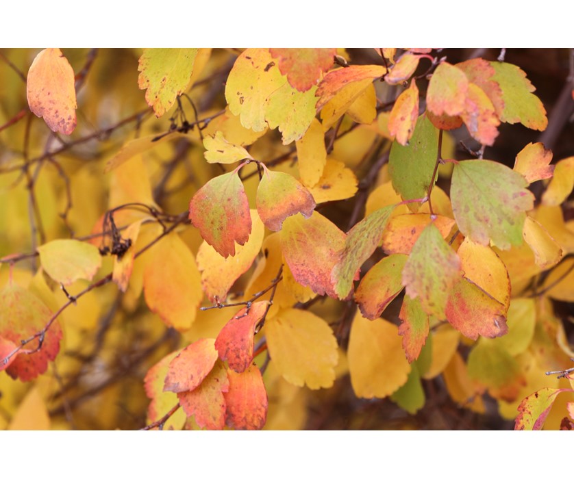Van Houtte Spirea